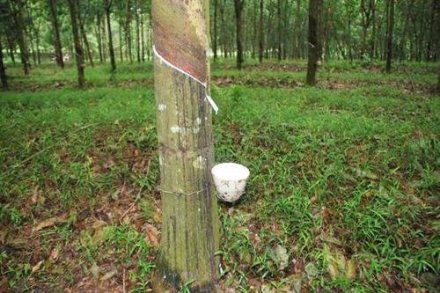 天然橡膠生膠縐片機對物料產(chǎn)生輥壓、剪切，從而使物料壓薄、表面起皺